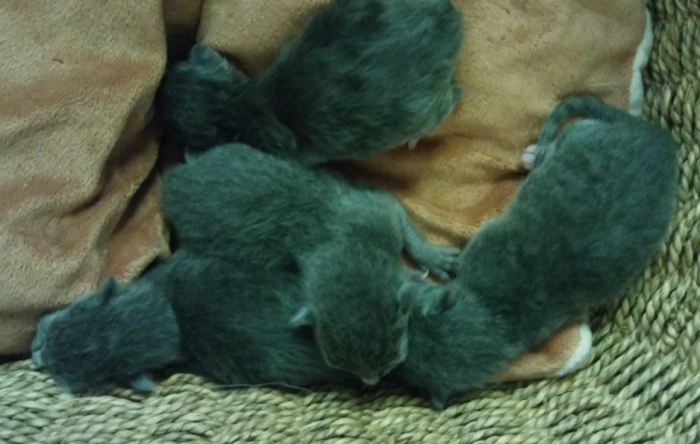 kittens aug 11 born2
